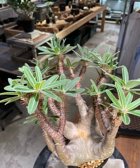 パキポディウム グラキリス　Pachypodium gracilius 　発根済　(gk-504）