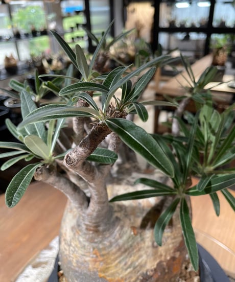 パキポディウム グラキリス　Pachypodium gracilius 　発根済　(gk-347)