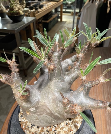 パキポディウム グラキリス　Pachypodium gracilius 　発根済　(gk-564)