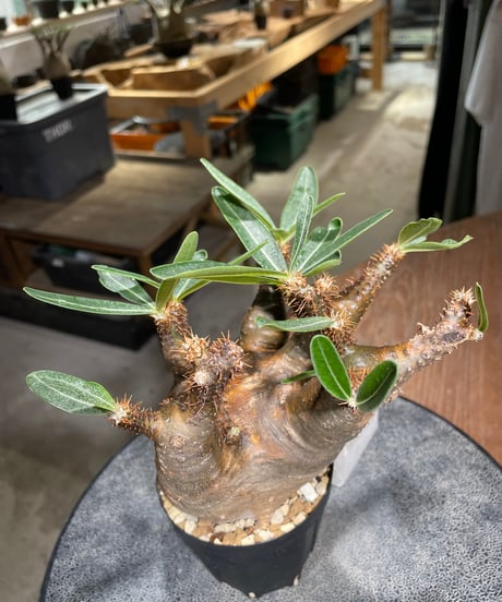 パキポディウム グラキリス　Pachypodium gracilius 　発根済　(gk-528)