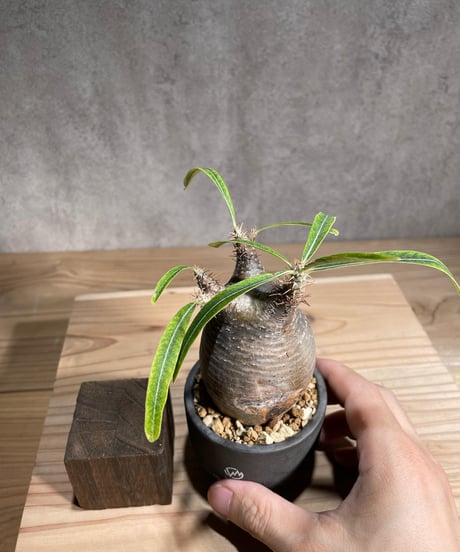 パキポディウム グラキリス　Pachypodium gracilius 　発根済 傷あり 　(商品番号gk-98valiem)  VALIEM 　(VALIEMタグ付き)