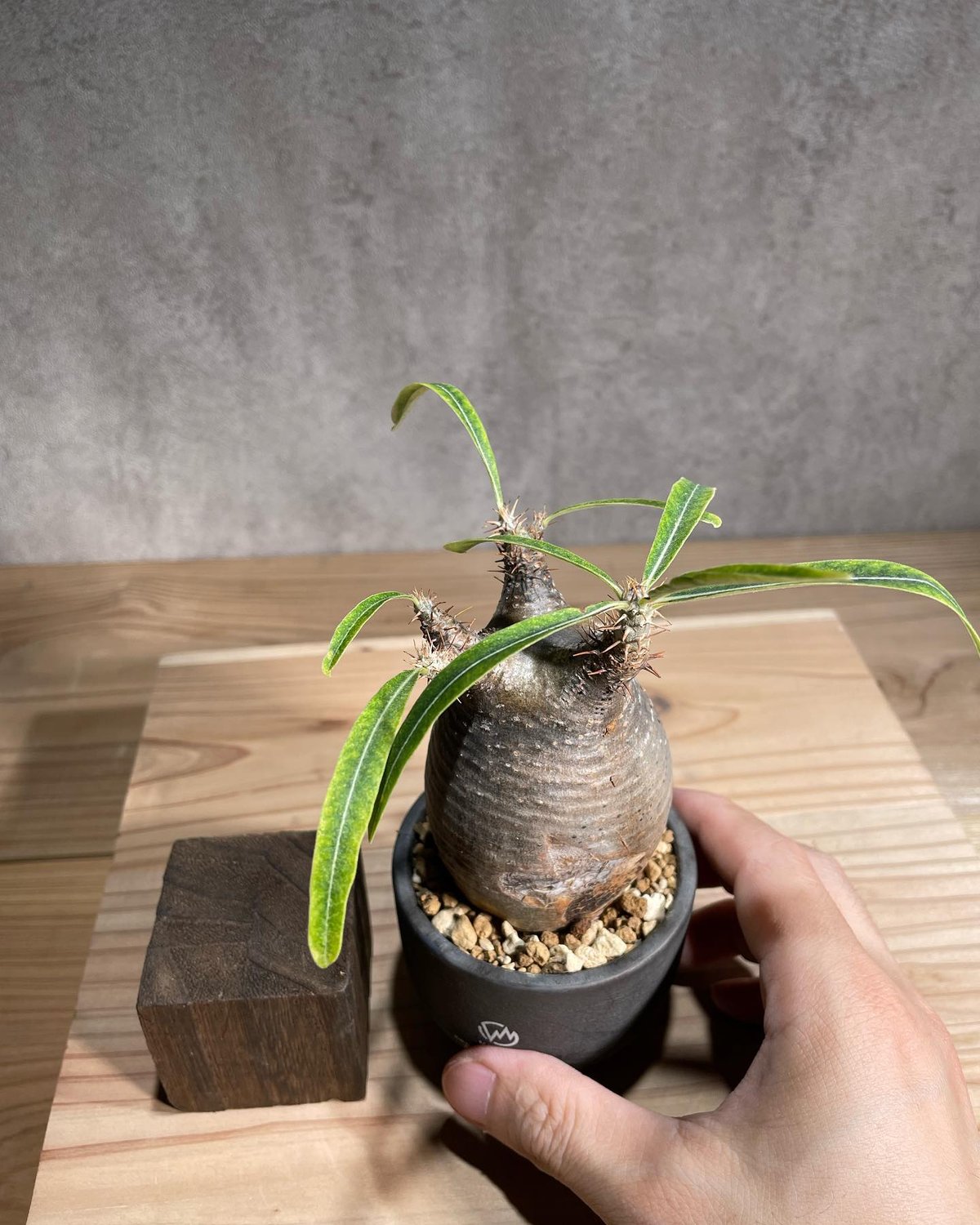 fit=scale-down,w=1200