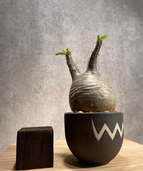 パキポディウム グラキリス　Pachypodium gracilius 　発根済　(商品番号gk-55valiem)  VALIEM 　BOWL　sizeS　(VALIEMタグ付き)