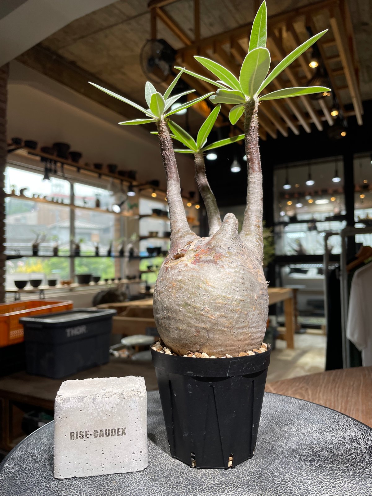 MOCMOC グラキリス パキポディウム グラキリス Pachypodium gracilius 発根済 (gk-52