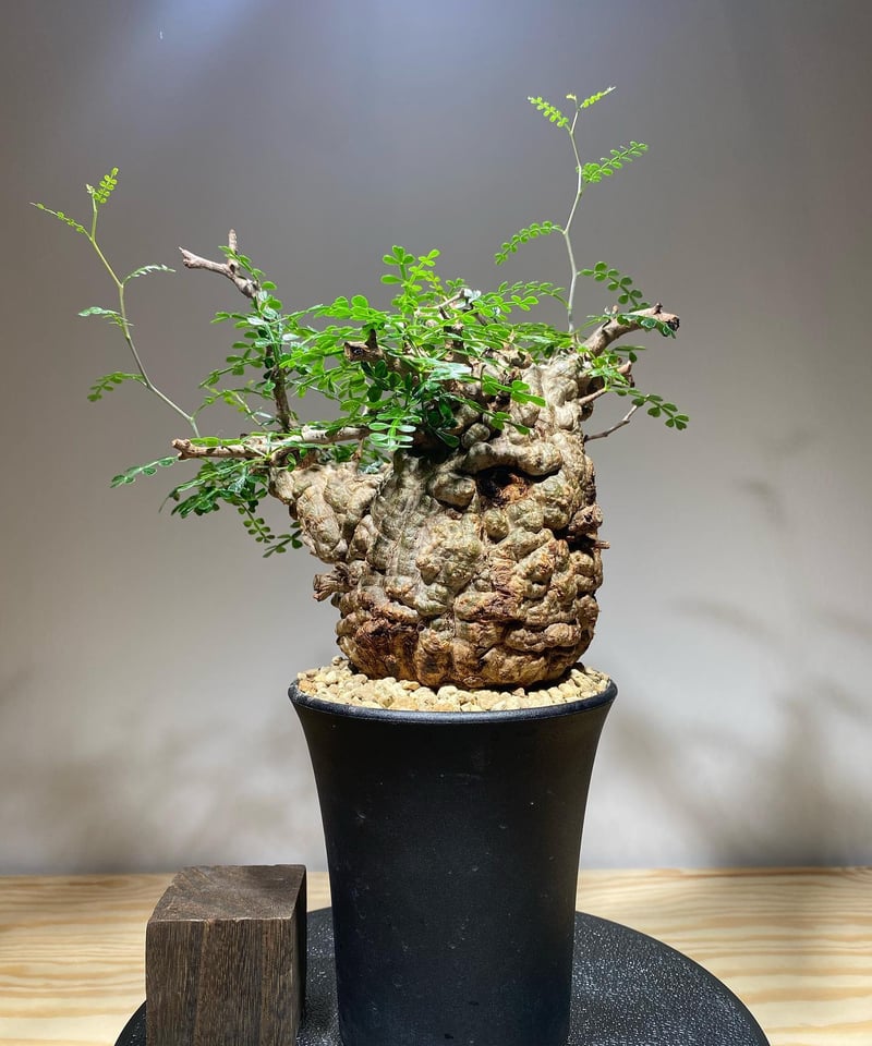 オペルクリカリア パキプス／Operculicarya pachypus 発根済 (商品番号P