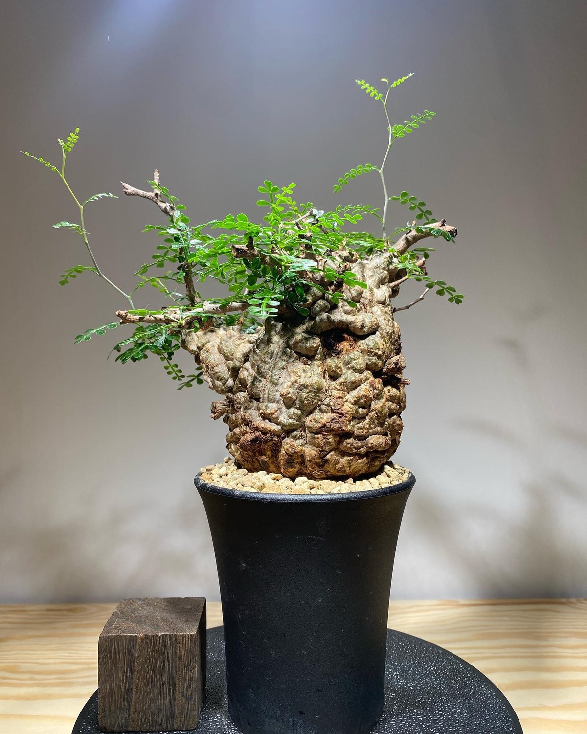 オペルクリカリア パキプス／Operculicarya pachypus 発根済 (商品番号P