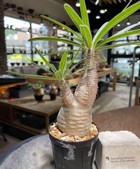 パキポディウム グラキリス　Pachypodium gracilius 　発根済　(gk-486)