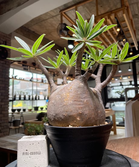 CATEGORY Pachypodium gracilius(パキポディウム グラキリス) |