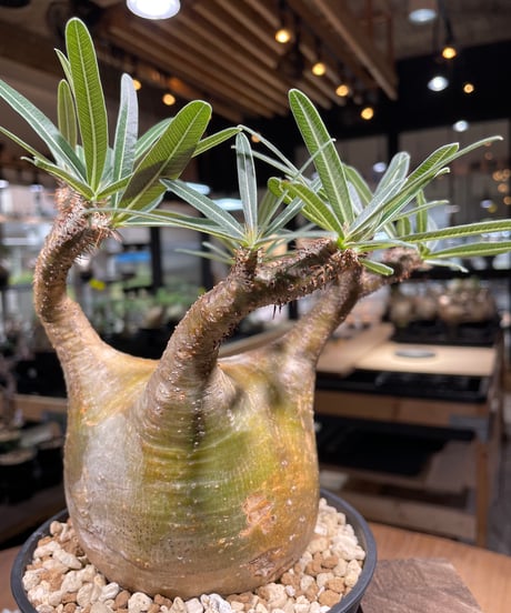 パキポディム グラキリス　Pachypodium gracilius 　発根済　(gk-207)