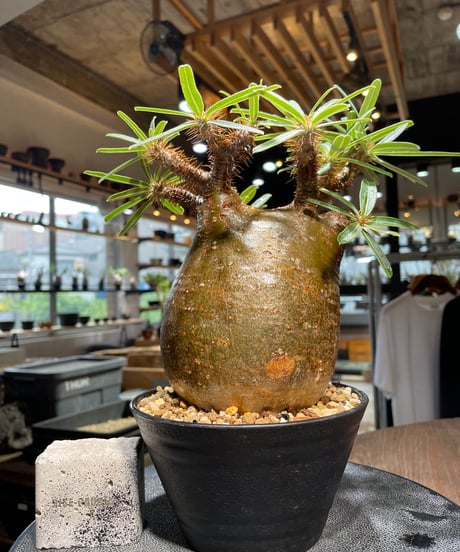 ぴっころです。 グラキリス Pachypodium gracilius ⑤ Pachypodium Gracilius パキポディウム グラキリス №6 | mana