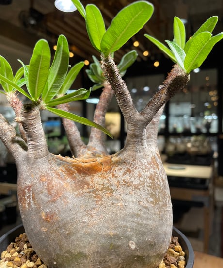 パキポディウム グラキリス　Pachypodium gracilius 　発根済　(gk-261)