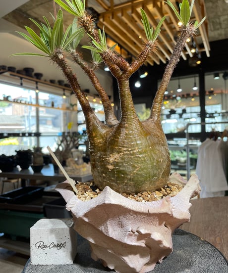 パキポディウム グラキリス　Pachypodium gracilius 　発根済　(gk-547)（鉢：RAVOR　M）