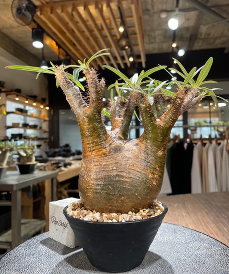 パキポディウム グラキリス　Pachypodium gracilius 　発根済　(gk-566)