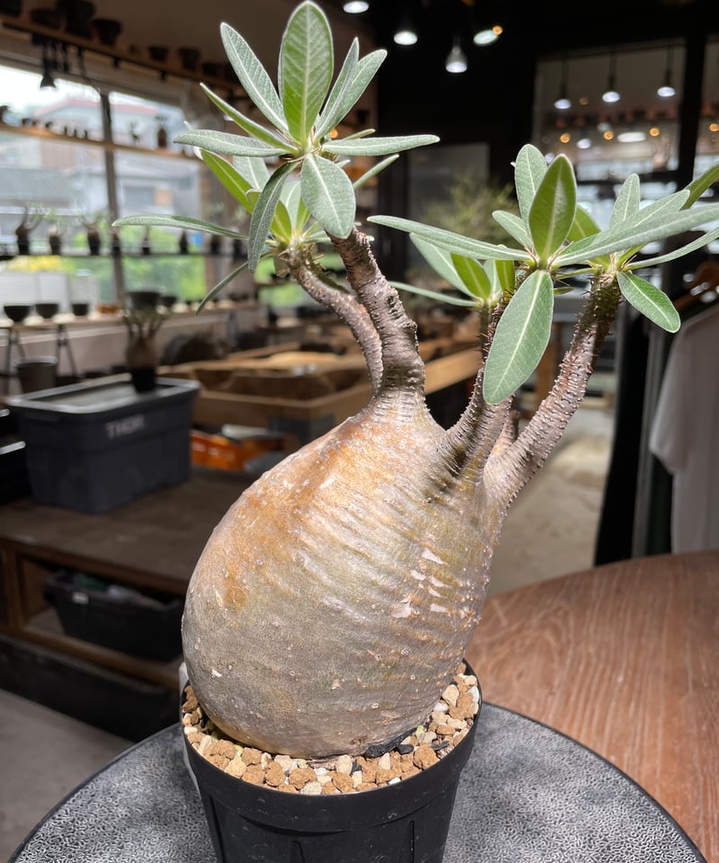 パキポディウム グラキリス Pachypodium gracilius 発根済 (gk-52