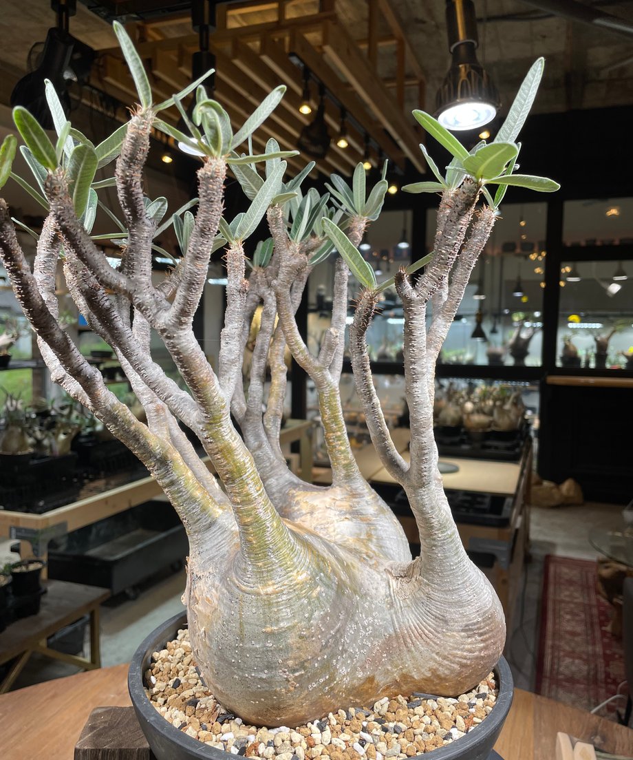 66038443b7a32b00291adaf4