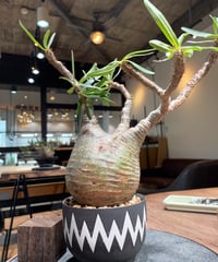 パキポディウム グラキリス Pachypodium gracilius 発根済 (gk-31