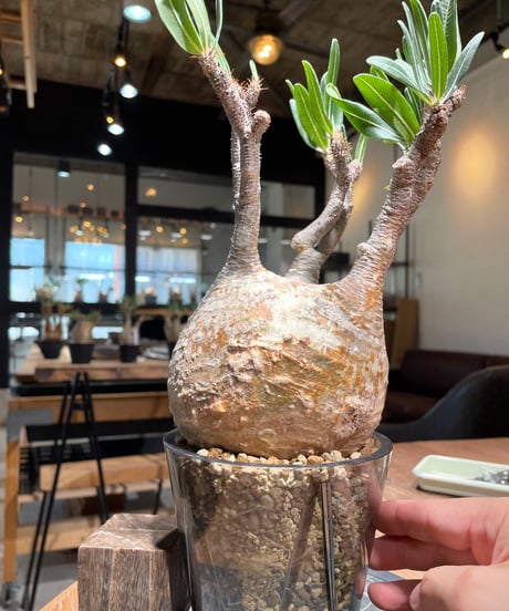 パキポディウム グラキリス　Pachypodium gracilius 　発根済　(gk-407)