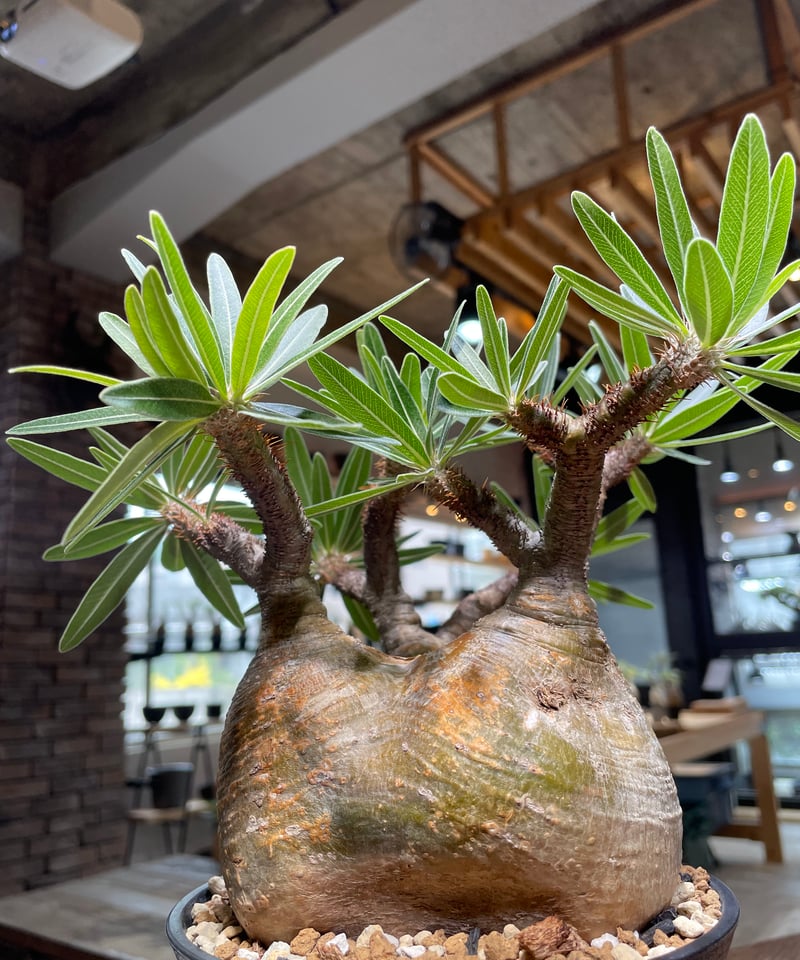パキポディウム グラキリス Pachypodium gracilius 発根済 (gk-47