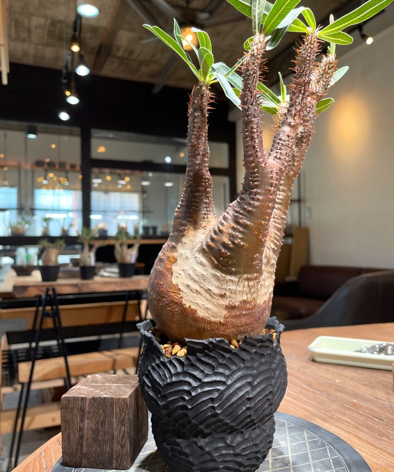 GIRUVI Pachypodium Gracilius グラキリス パキポディウム グラキリス Pachypodium gracilius 発根済 (gk-40