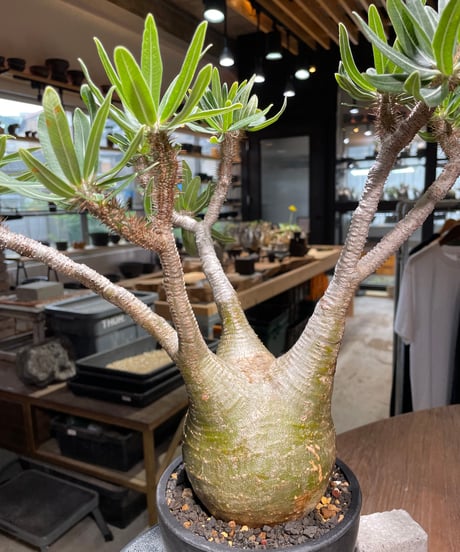 パキポディウム グラキリス　Pachypodium gracilius 　発根済　(gk-318)
