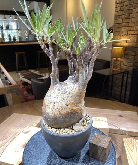 パキポディウム グラキリス　Pachypodium gracilius 　発根済　(商品番号gk-159)