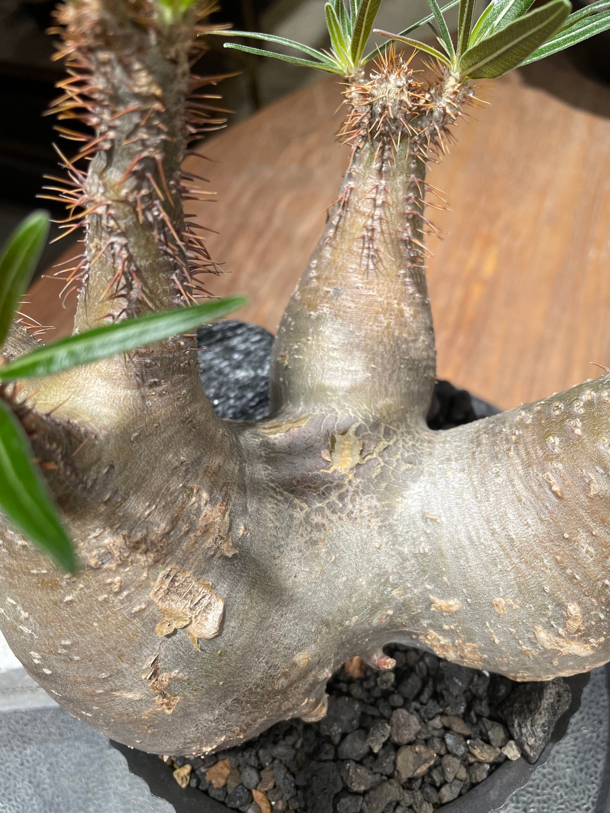 パキポディウム グラキリス 多頭 Pachypodium gracilius 発根済 (gk