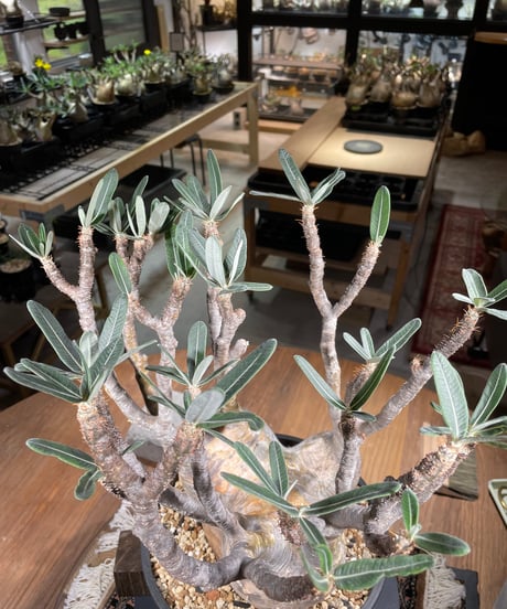 パキポディウム グラキリス　Pachypodium gracilius 　発根済　(gk-249)