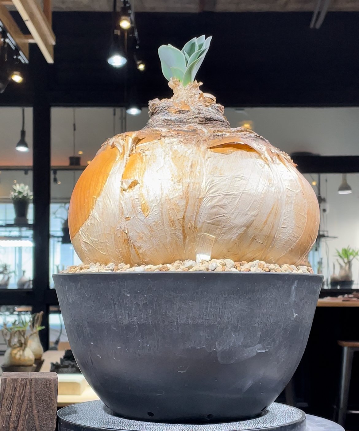 ブーファン ハエマンソイデス 発根済 (bh-001) | RISE-CAUDEX ONLI