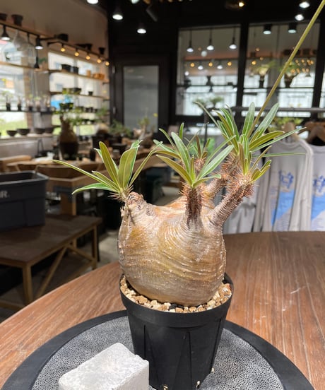 パキポディウム グラキリス　Pachypodium gracilius 　発根済　(gk-439）
