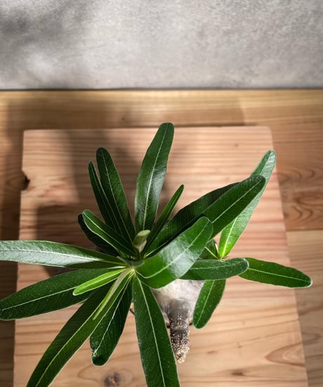 パキポディウム グラキリス　Pachypodium gracilius 　発根済　(商品番号gk-42)