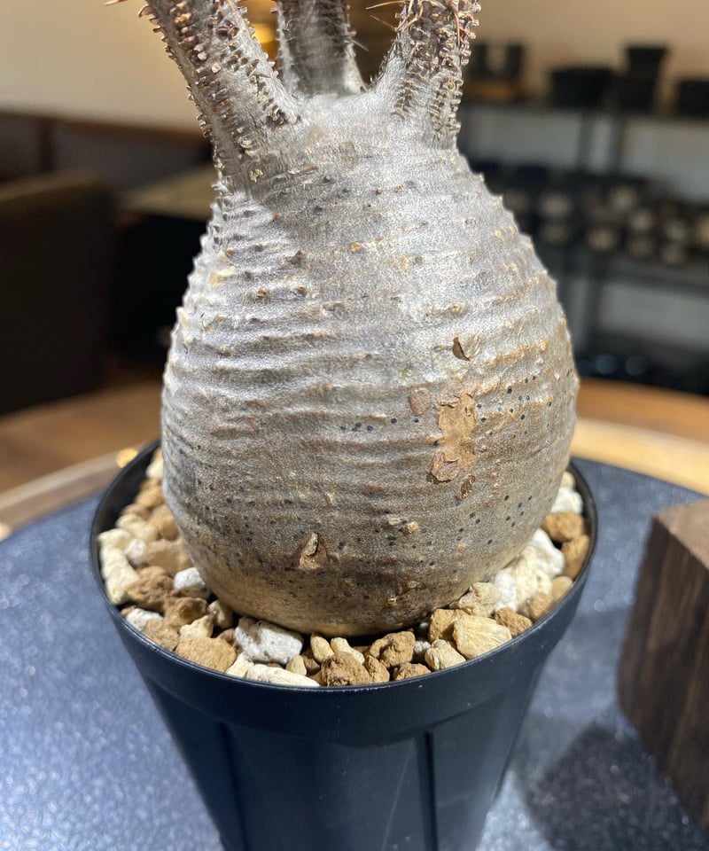 観葉植物Pachypodiuｍ パキポディウム グラキリス ベアルート 塊根植物