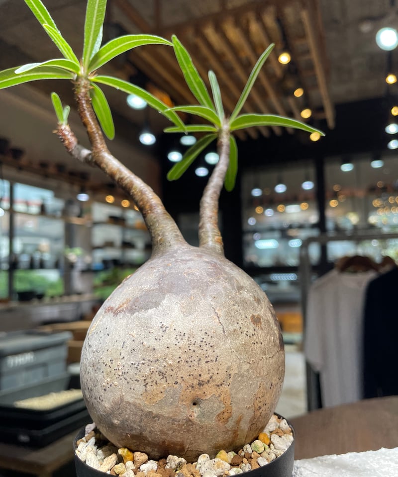 パキポディウム グラキリス Pachypodium gracilius 発根済 (gk-52