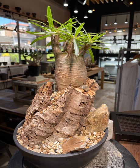 パキポディウム グラキリス　Pachypodium gracilius 　発根済　(gk-499）