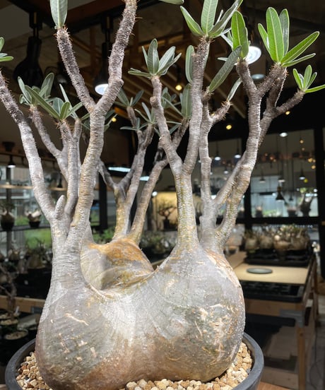 パキポディウム グラキリス　Pachypodium gracilius 　発根済　(gk-249)