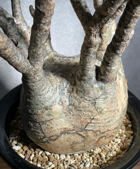 パキポディウム グラキリス　Pachypodium gracilius 　発根済(塊根幅11~13ｃｍ)　(商品番号gk-16)