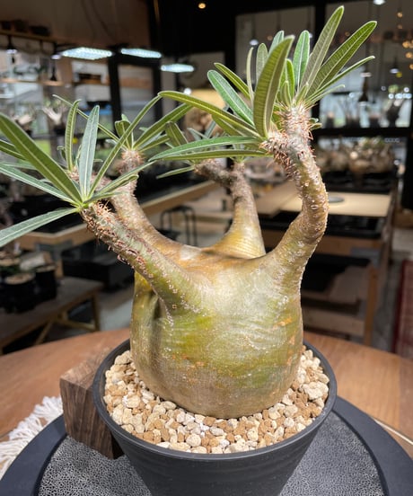 パキポディム グラキリス　Pachypodium gracilius 　発根済　(gk-207)