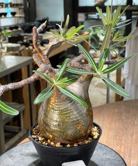 パキポディウム グラキリス　Pachypodium gracilius 　発根済　(gk-573)