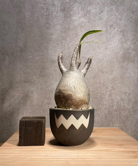 パキポディウム グラキリス　Pachypodium gracilius 　発根済　(商品番号gk-54valiem)  VALIEM 　BOWL　sizeS　(VALIEMタグ付き)