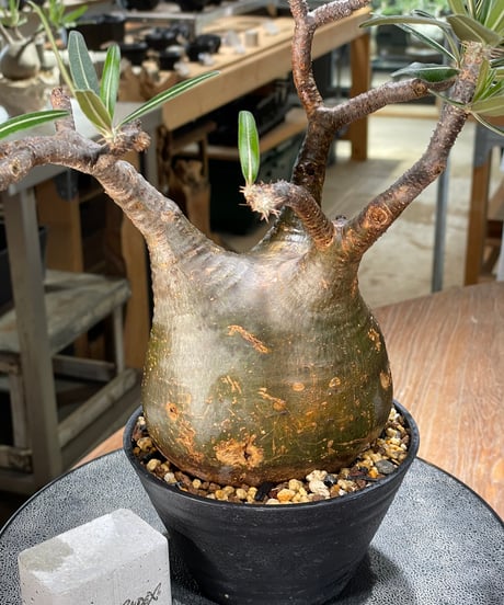 パキポディウム グラキリス　Pachypodium gracilius 　発根済　(gk-573)