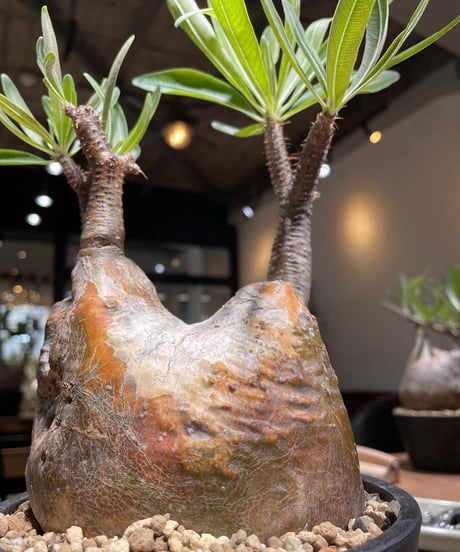 パキポディウム グラキリス　Pachypodium gracilius 　発根済　(gk-371)