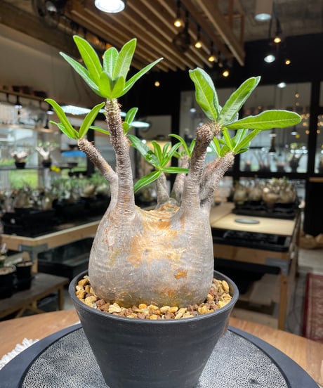 パキポディウム グラキリス　Pachypodium gracilius 　発根済　(gk-261)