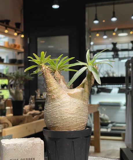 パキポディウム グラキリス　Pachypodium gracilius 　発根済　(gk-503）