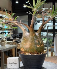 パキポディウム グラキリス　Pachypodium gracilius 　発根済　(gk-573)