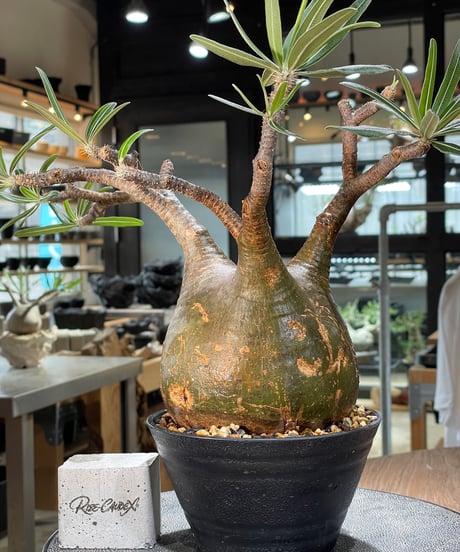 パキポディウム グラキリス　Pachypodium gracilius 　発根済　(gk-573)