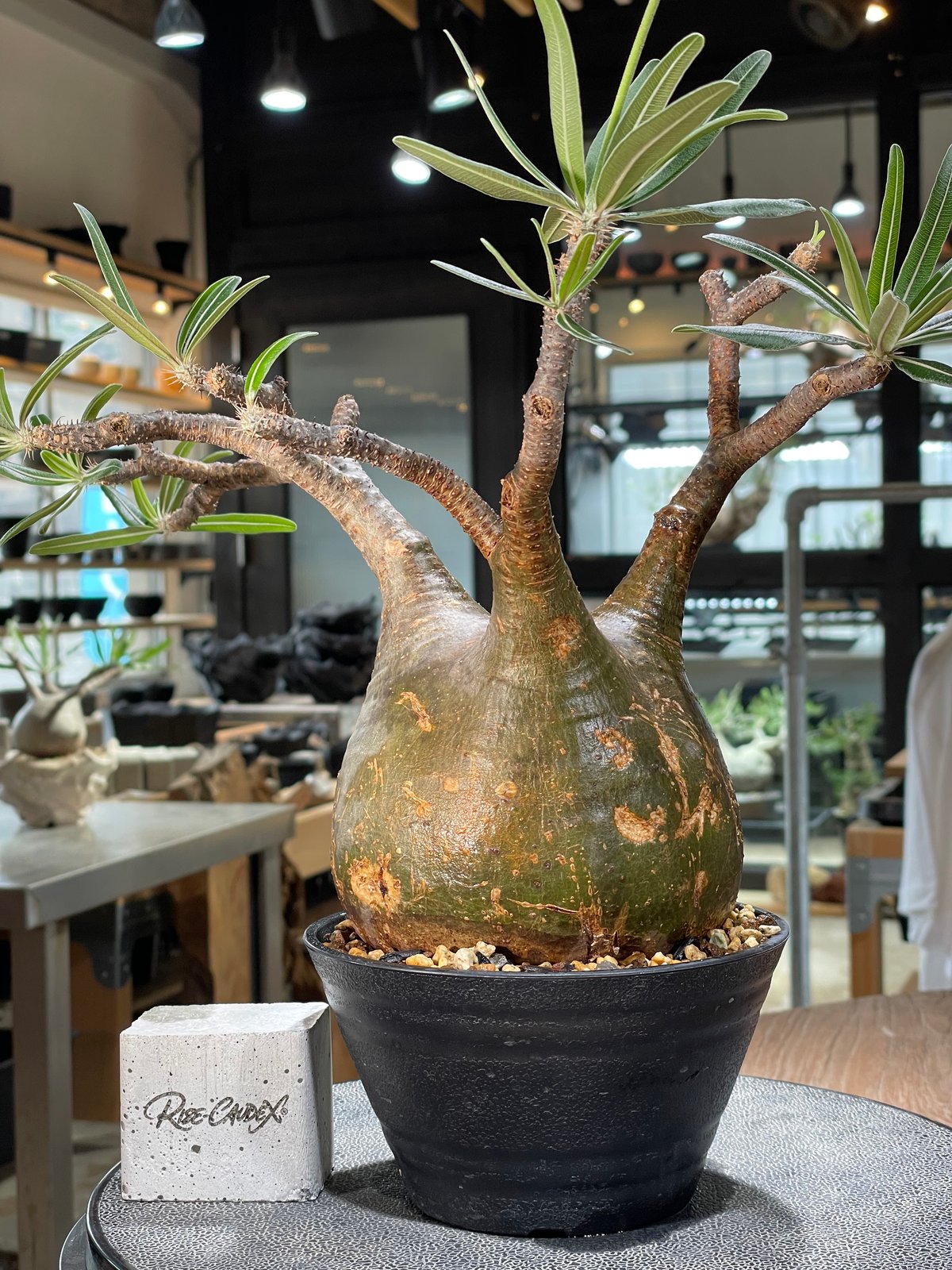 パキポディウム グラキリス Pachypodium gracilius 発根済 (gk-57