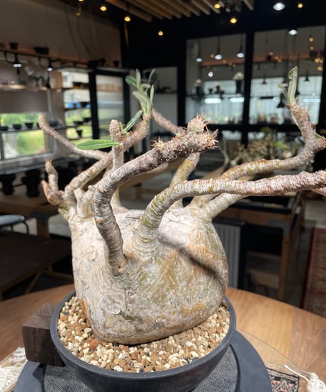 パキポディウム グラキリス　Pachypodium gracilius 　発根済　(gk-311)