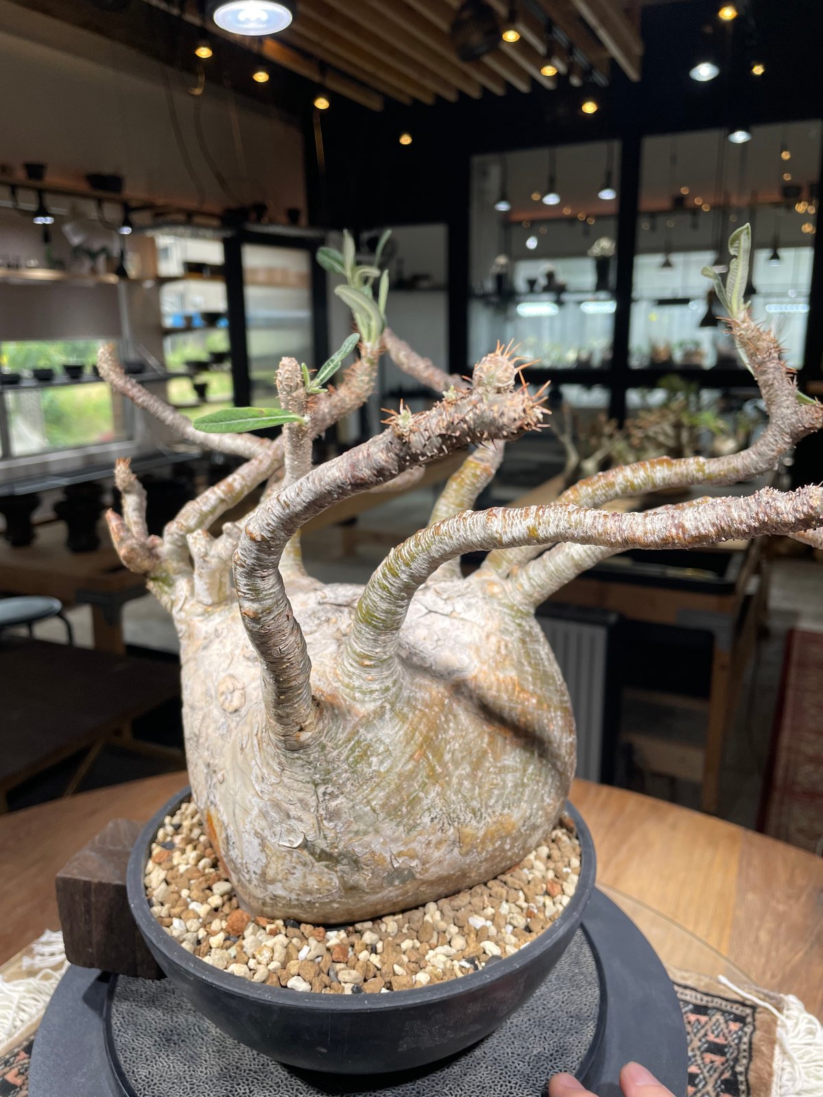 GIRUVI Pachypodium Gracilius グラキリス Pachypodium Gracilius パキポディウム グラキリス | Cactus Green