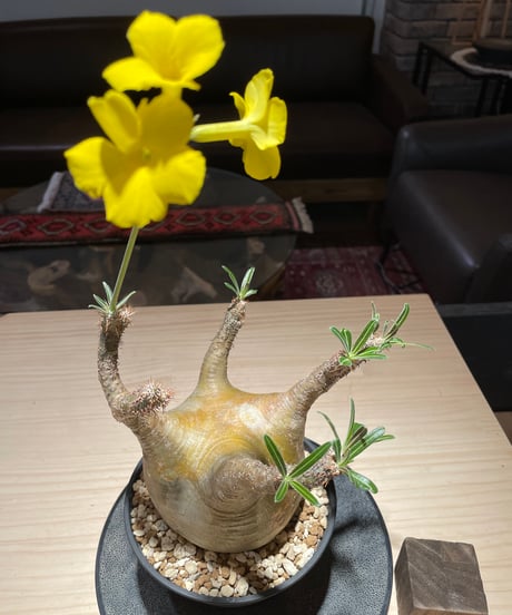 パキポディム グラキリス　Pachypodium gracilius 　発根済　(gk-207)