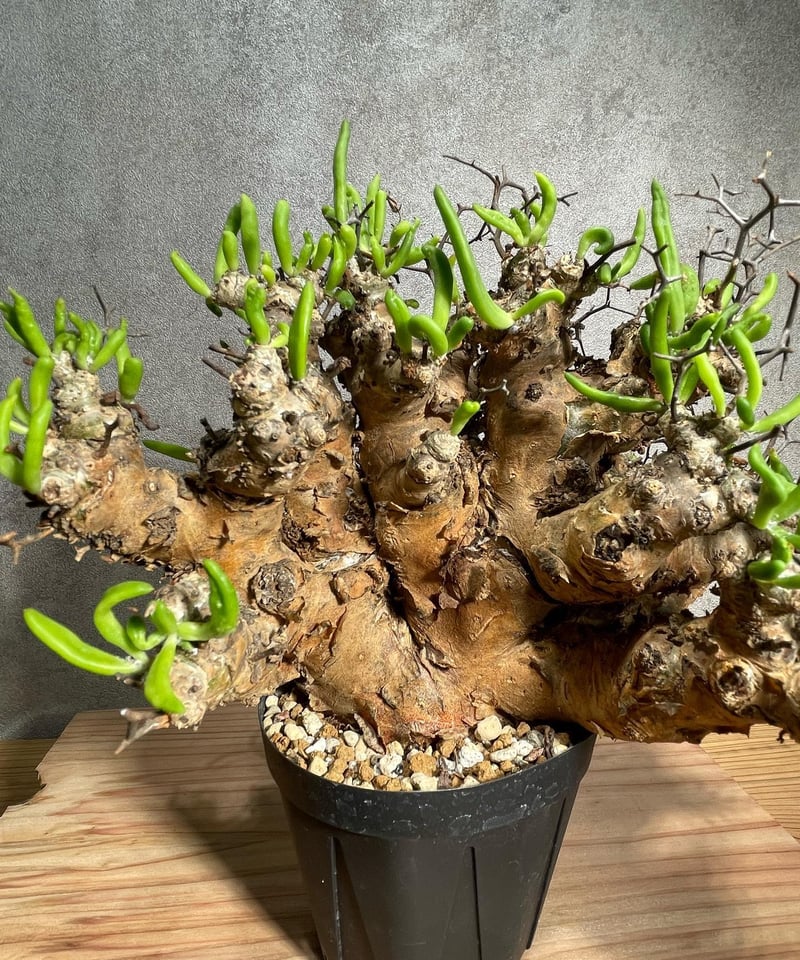 チレコドン レティキュラータス Tylecodon reticulatus 万物想 チレコドン レティキュラータス Tylecodon reticulatus 万物想