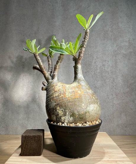 パキポディウム グラキリス　Pachypodium gracilius 　発根済　(商品番号gk-88)